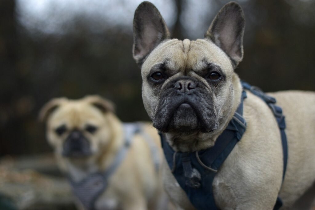 English Bulldog 02