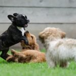 French bulldog playing